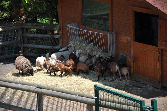 min 2013 07 06 beauval 257